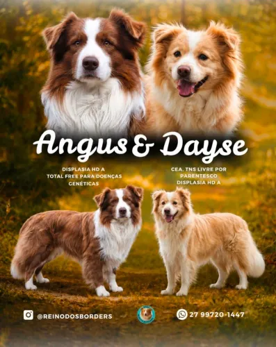 Filhotes Borders Collie CBKC
