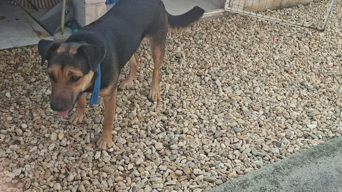 Doação de cachorra 