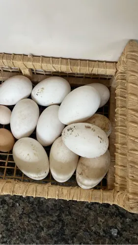 Ovos de ganso