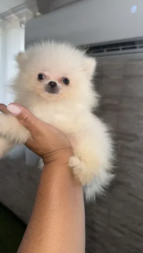 Lulu da Pomerânia