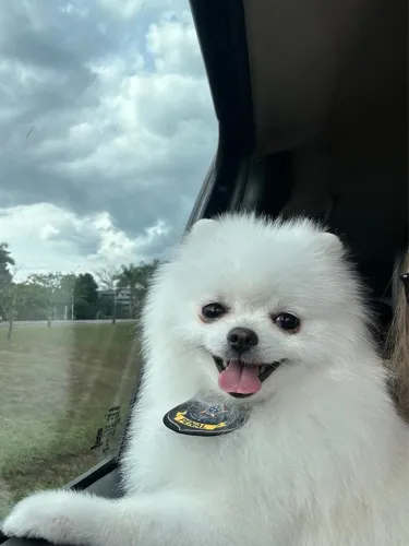 Cobertura / cruzamento de spitz alemão anão branco