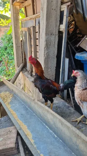 Galinhas e frangos