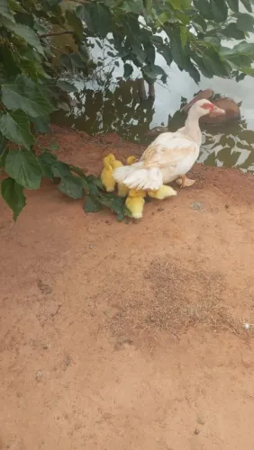 Ovos de patas / ZL
