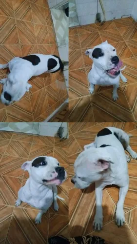 Doação de cachorro