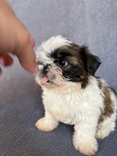 Shihtzu fêmea