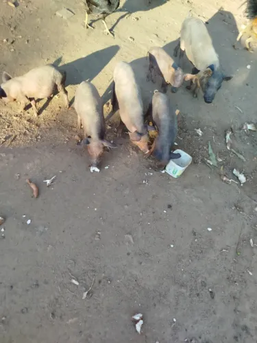 Vende-se leitões