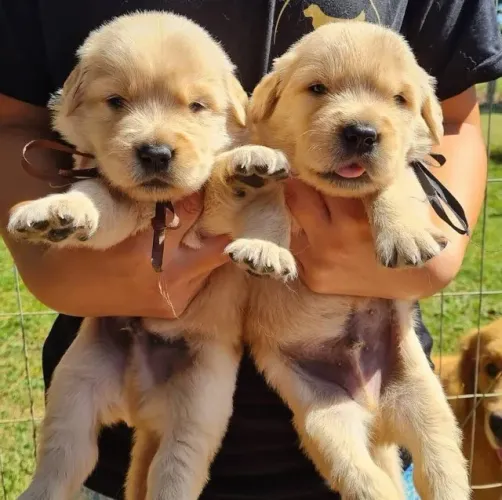 Filhotes de Golden Retriever | Um novo amigo para amar