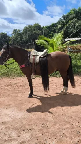 Cavalo com sangue manga larga macho excelente de sela castrado