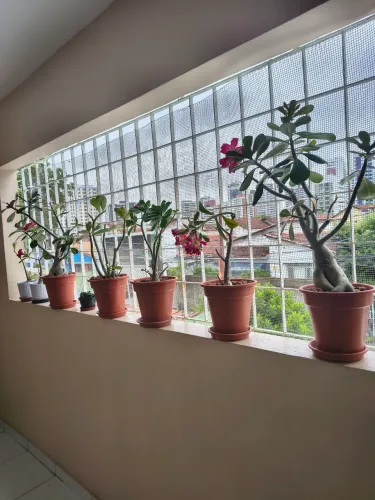 Rosas do deserto.