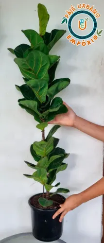 Ficus Lyrata 1,16m | Figueira-Lira | Planta Grande em Vaso