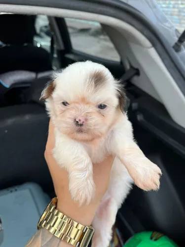 Shih-tzu femea com 46 dias vermifugada e vacinada