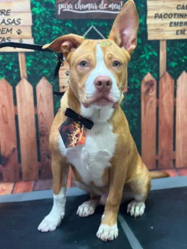 Filhote de Pitbull Doce e Carinhoso Procura um Lar Cheio de Amor!