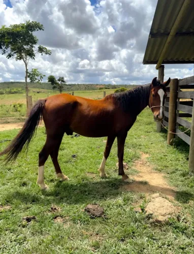 Cavalo Mangalarga Marchador