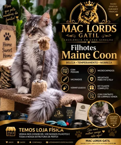 Maine Coon Gato Gigante