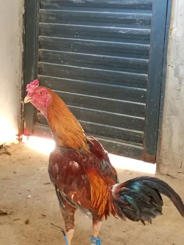 Animais de estimação