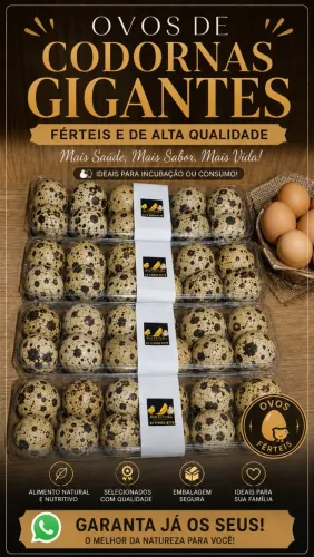 Ovos de codorna gigantes