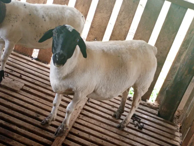 Vendo lote de Dorper