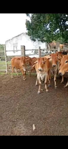 Novilhas Gir media de 10 arrobas R$ 3,000,00 ou R$ 310,00 na balança. Alagoinhas Bahia