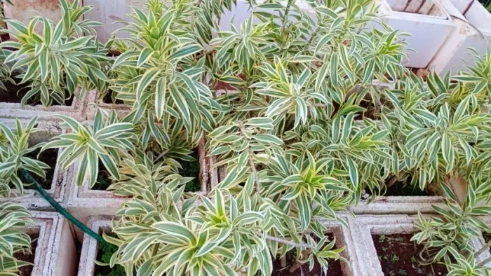 Plantas