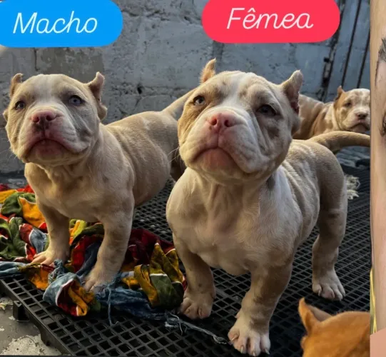 American Bully micro Lilac Merle
