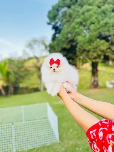Lulu da pomerania anao