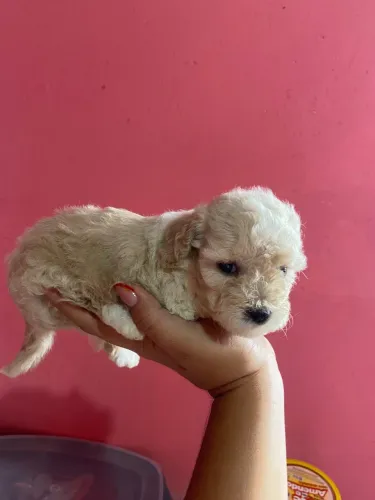 Filhote poodle