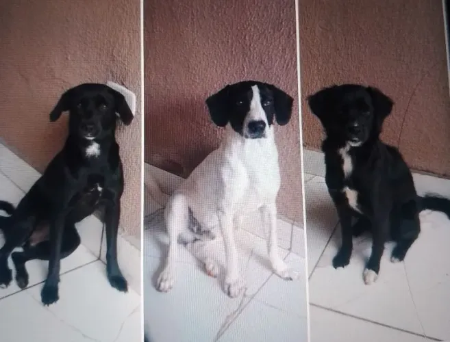 Adoção