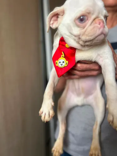 Macho de pug Albino