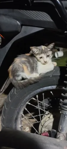 Gatinha para adoção 