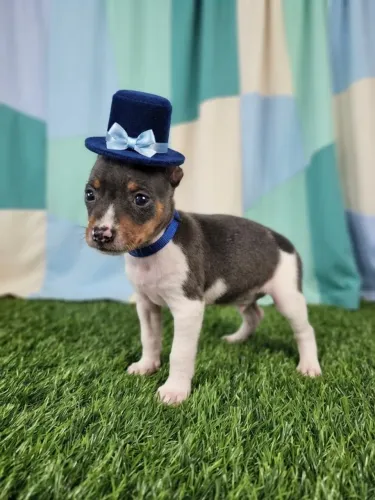 Pinscher Menino Fofinho e Amoroso