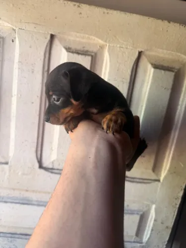Pinscher