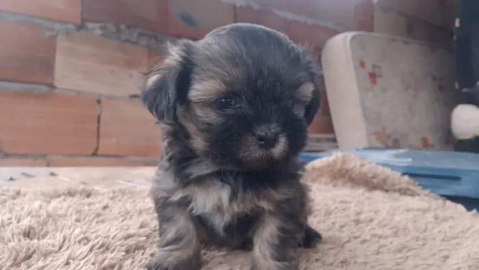 Vendo filhote de lhasa apso