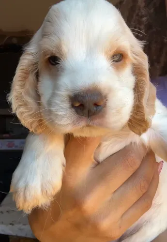 Filhote de Cocker Spaniel Inglês 