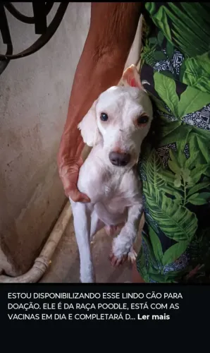 DOAÇÃO DE UM CÃO POODLE 