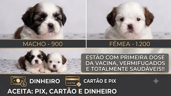 Ofertaaa, shitzu!!!