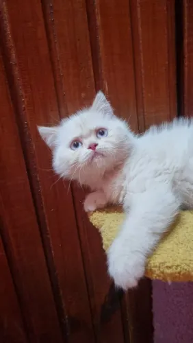 Gato Persa raro com pelagem exuberante, disponível hoje