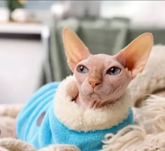 Tenho Macho sphynx para cruza