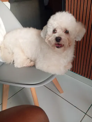 Procuro poodle fêmea para namorar Théozinho