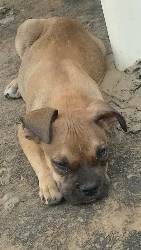 Cachorro Bulldog campeiro