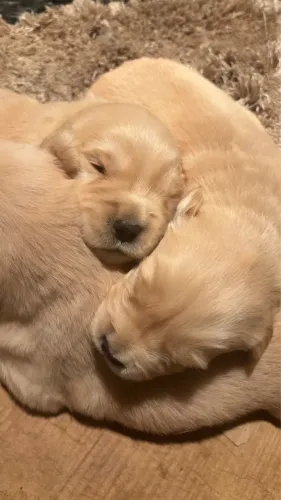 Filhotes de Golden Retriever