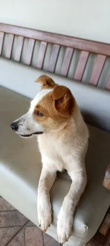 ? ADOÇÃO RESPONSÁVEL - CACHORRINHA LINDA DE 6 MESES ?