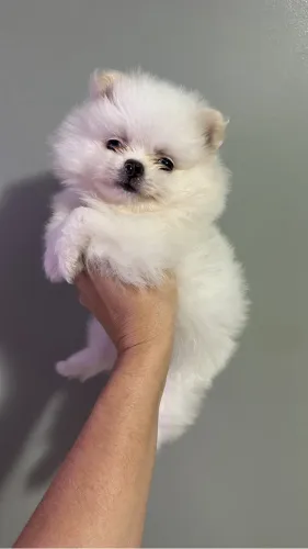 spitz alemão