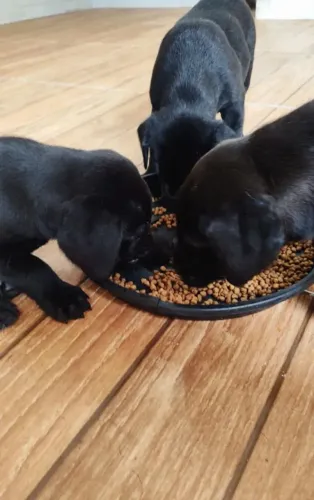 Labrador