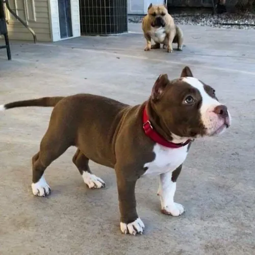 American Bully - Faça Parte Da História Desse Filhote 