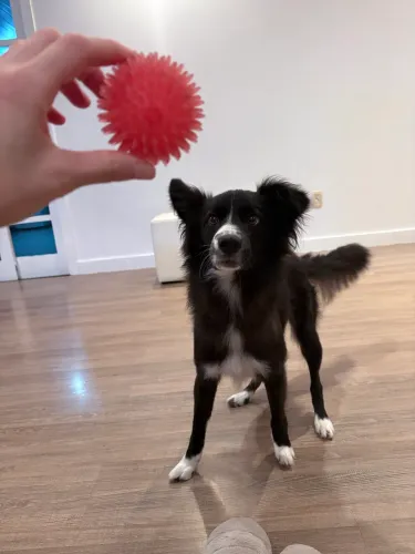 Adoção responsável Border Collie de pastoreio 