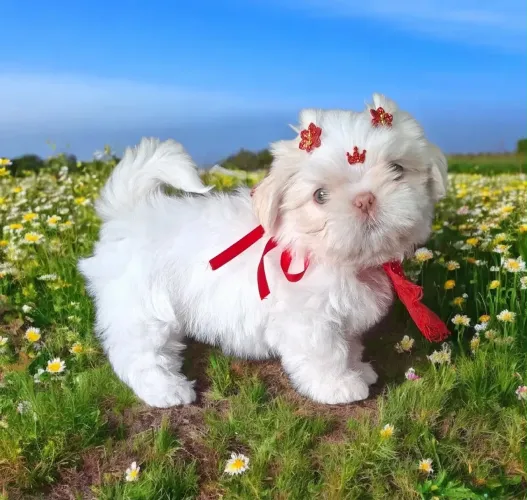 Filhotes de shih tzu fêmea 