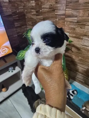 Shih tzu Beleza e carisma em perfeita harmonia