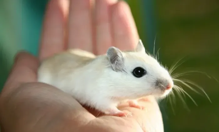 Filhotinhos de Gerbil Esquilo da mongolia