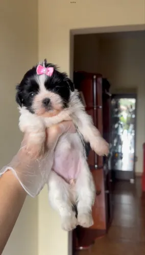 Shih tzu mini femea pandinha legítima