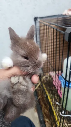 Coelhos MINI LION